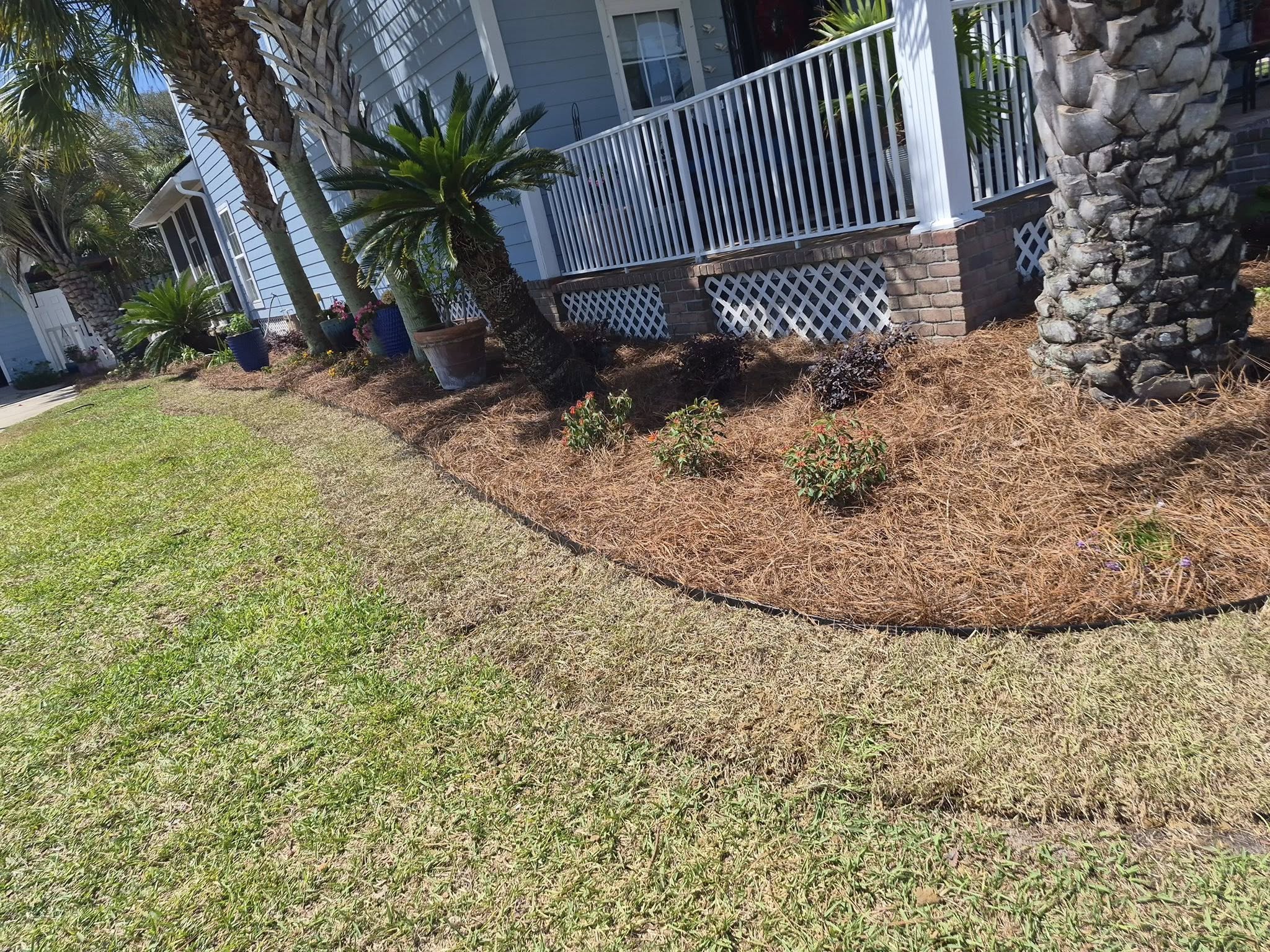 Finished landscape beds with fresh pine straw, palm shrubs, and clean edging
